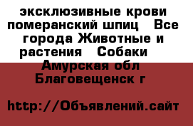 эксклюзивные крови-померанский шпиц - Все города Животные и растения » Собаки   . Амурская обл.,Благовещенск г.